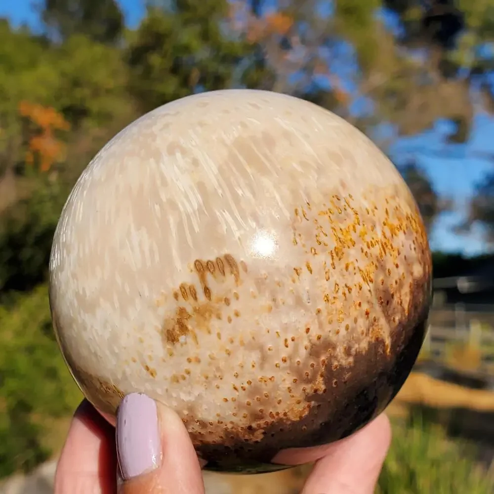 Large Petrified Palm Root Wood Fossil Crystal Sphere Indonesian 714 grams | 82mm